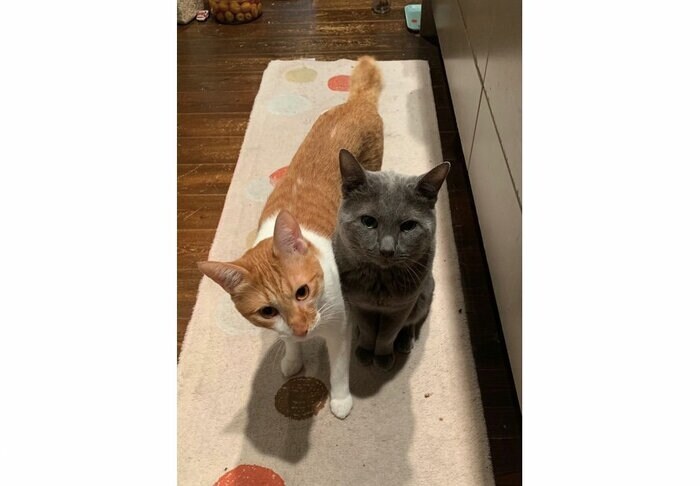 とらくん(左)と兄猫のナンシーくん(提供:poppyさん)