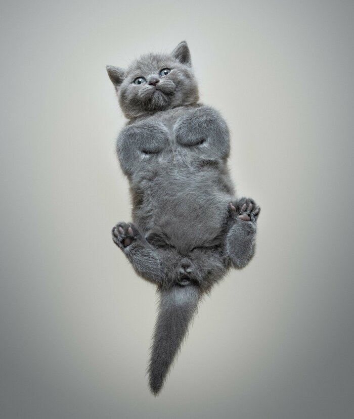 下から見た「香箱座り」（画像はイメージ）