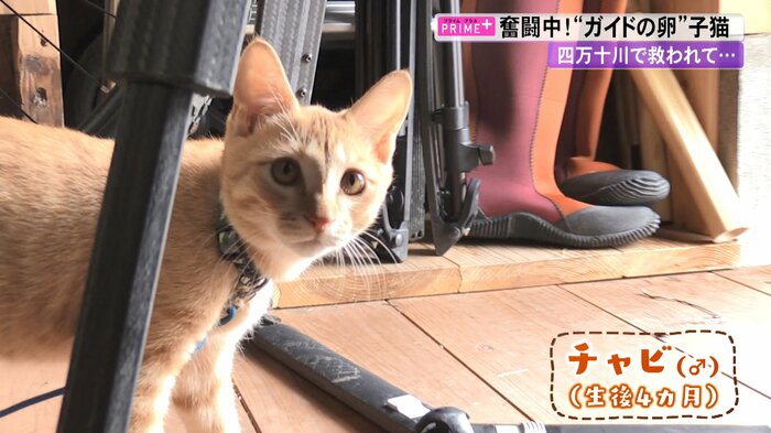 “幸運の印”のかぎしっぽを持つチャビ
