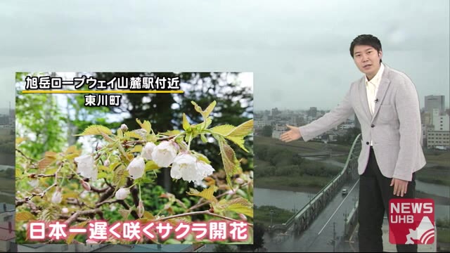 北海道の天気 6/22(月) 旭岳で日本一遅くサクラが開花!午後は北海道の北半分で雨…
