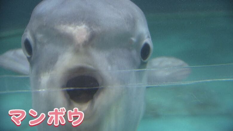 「貴重な光景」水族館の人気者マンボウ　カメラが捉えた決定的瞬間　クラゲを食べる珍しい光景に学会も興味津々｜FNNプライムオンライン