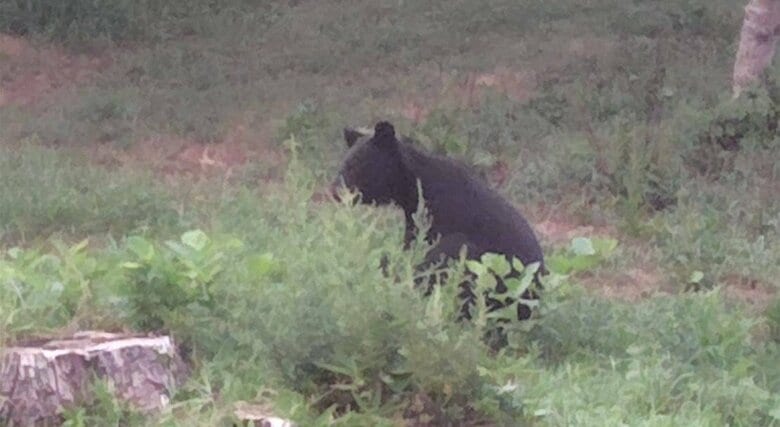 【画像あり】民家の敷地にクマが出没　住人が「茂みに座り込む姿」撮影〈宮城・登米市〉｜FNNプライムオンライン