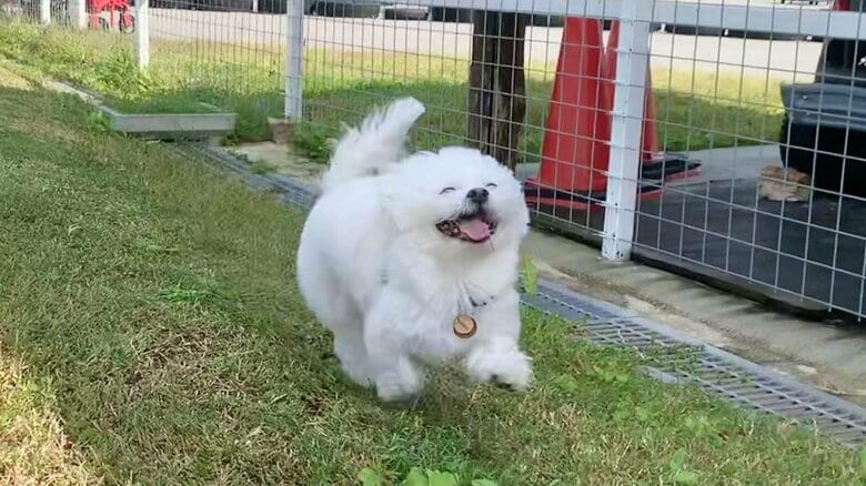 「漫画の世界の犬の笑顔」草の上を走るワンちゃんの“表情”が幸せいっぱい…実は奇跡の一枚？直後の写真も見せてもらった｜FNNプライムオンライン