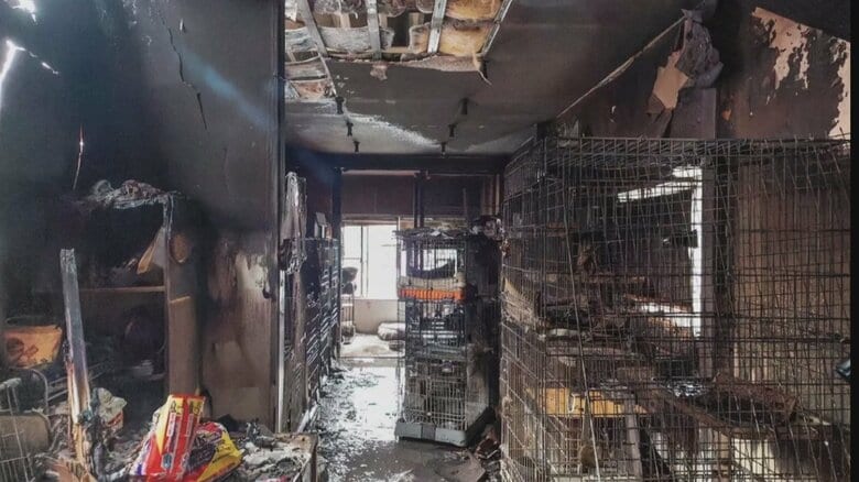 保護猫20匹が犠牲に…富山県高岡市で7棟燃えた火災、火元は行方不明の84歳男性宅か｜FNNプライムオンライン