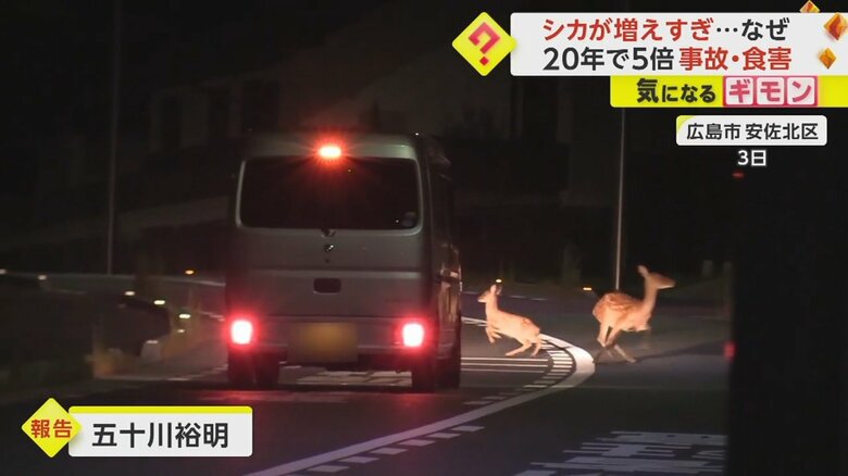 【広島市のシカ】20年で5倍の約5万頭まで増加　専門家「人がとらないと減らない」　車を避けず交差点を横切る場面も｜FNNプライムオンライン