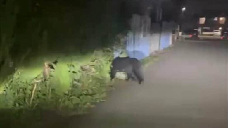 富山市堀の住宅地に成獣とみられるクマ、道路から歩いて茂みへ　富山地方鉄道の上堀駅付近｜FNNプライムオンライン