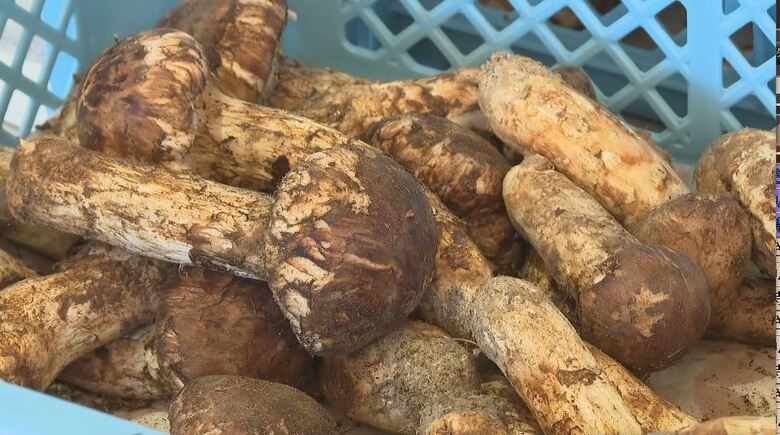 「焼いたり松茸ご飯に」「とても良い匂い」　道の駅で「まつたけ祭」　量り売りのほか提供も　9月の雨で2年ぶりの豊作　ピザやハンバーグも販売　｜FNNプライムオンライン