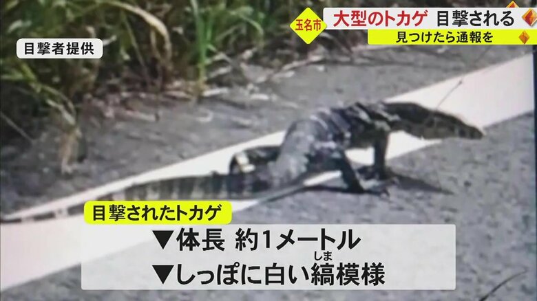 「道路に大きなトカゲ」熊本・玉名市で体長約1メートルの大型トカゲの目撃情報　警察「心当たりある人は申し出て」｜FNNプライムオンライン
