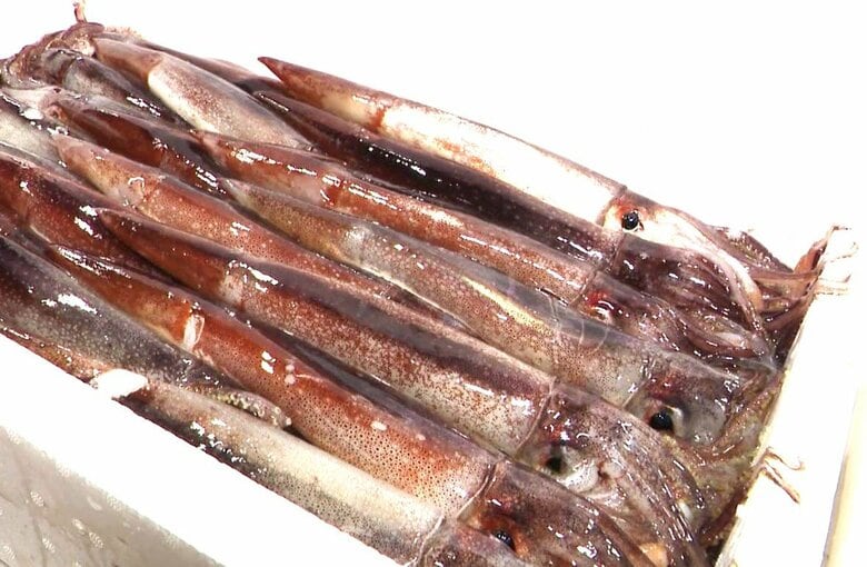 定置網漁で取らないよう求めていたスルメイカ_北海道は「微量であればイカ取れる」と判断_11月19日に渡島地方の漁協に説明_20日から漁を再開〈北海道〉｜FNNプライムオンライン