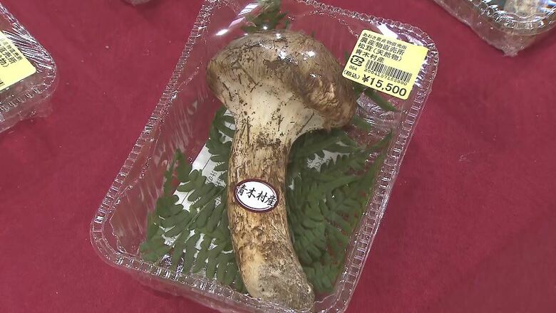 道の駅にマツタケが80パック！きのうは100パック以上並ぶ　ようやくシーズン本格化｜FNNプライムオンライン