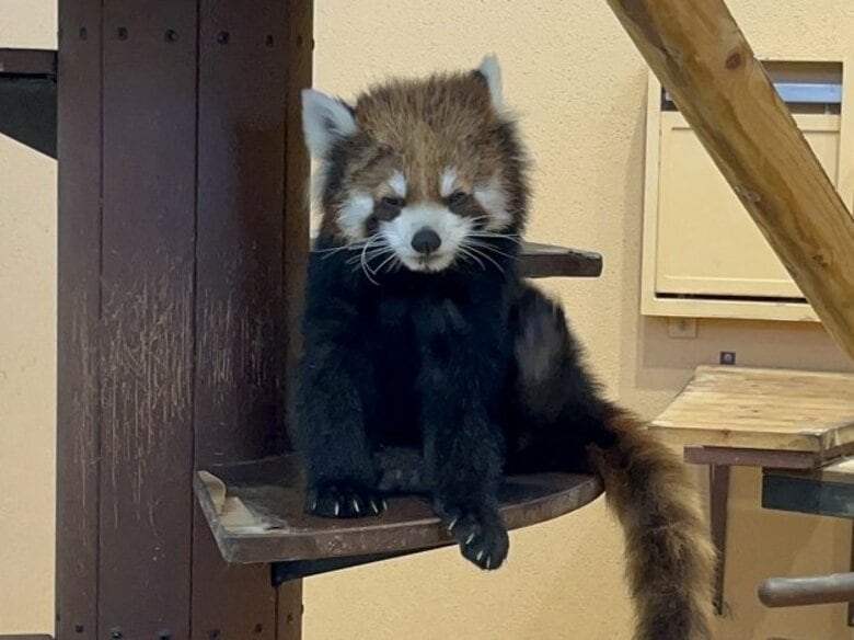 レッサーパンダには肉球がない？カピバラはハート型？知られざる動物の足裏事情【静岡発】｜FNNプライムオンライン