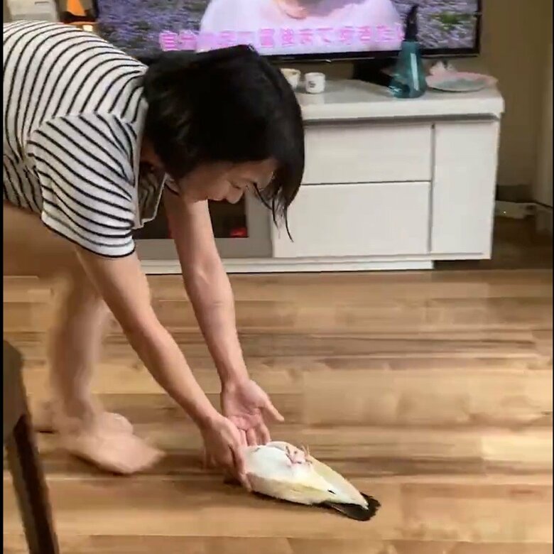 「ちょっとは抵抗したら」構われたくて飼い主にされるがままの鳩の姿に爆笑…いつものこと？普段の様子を聞いた｜FNNプライムオンライン