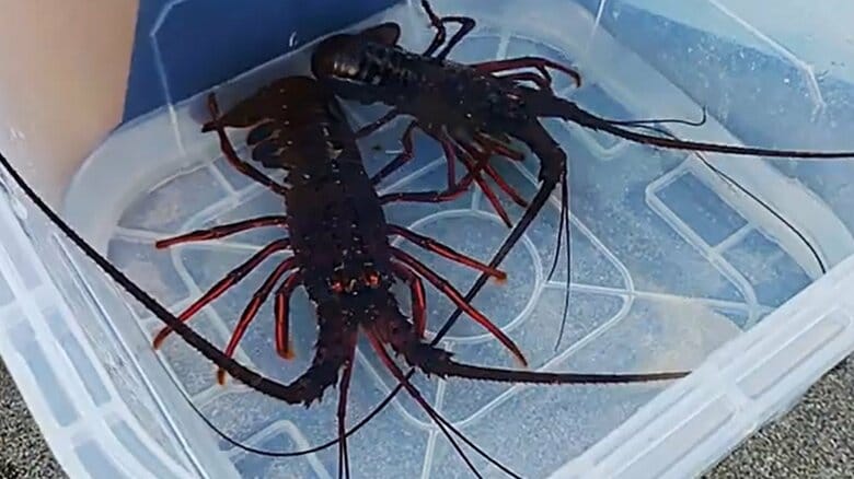 カレイが釣れずイセエビが…真冬の海で起きている異変 「黒潮続流」がもたらす高海水温が原因か【宮城発】｜FNNプライムオンライン