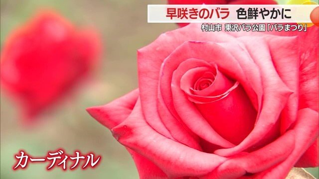 さまざまな色・形のバラが咲き誇る園内