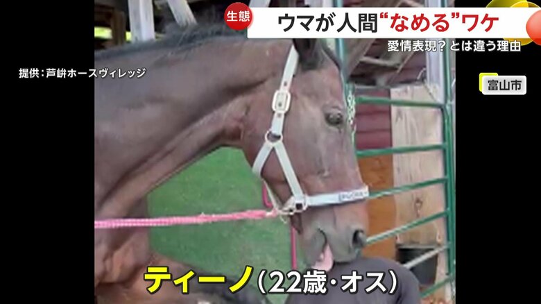 背中をなめているのは馬のティーノくん