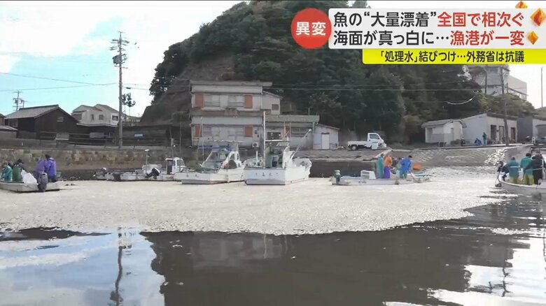 大量に打ち上がったカタボシイワシ