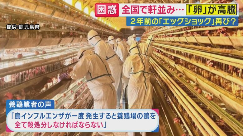 鳥インフルエンザが発生すると全て殺処分しなければならない
