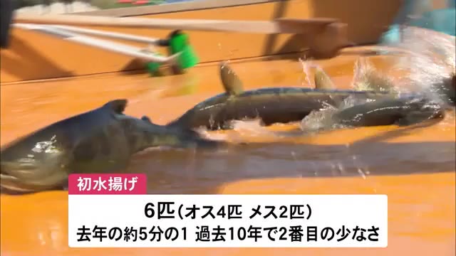 庄川 サケのヤナ漁始まる 初水揚げは6匹
