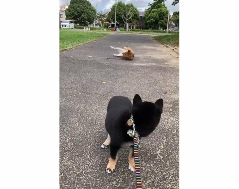 提供：小梅と小夏さん