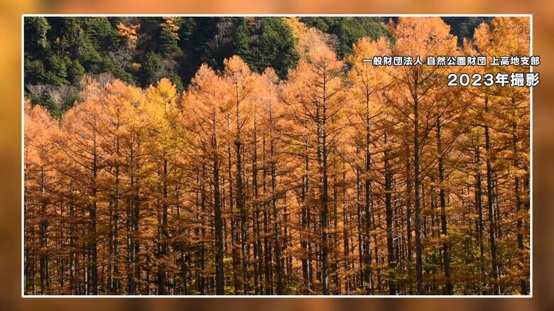 （2023年撮影の上高地の紅葉）
