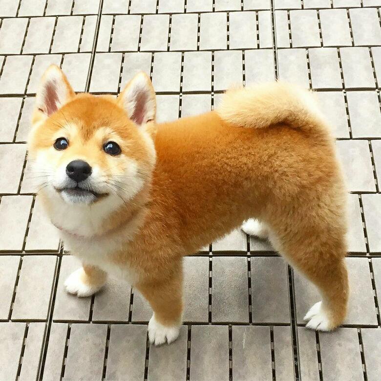 子犬の頃のハルちゃん（提供：橋本真実さん）