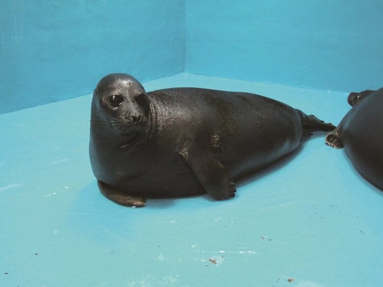 陸に上がった全身　レオくん（提供：サンシャイン水族館）