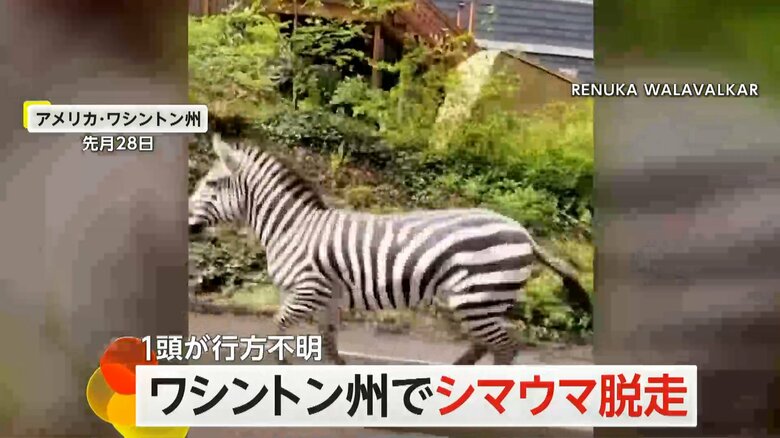 アメリカ・ワシントン州で撮影されたシマウマが道路を駆け抜ける映像