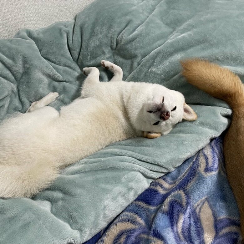 お家ではよく寝ているが…