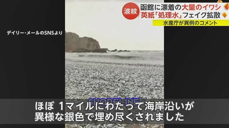 「数千トンもの死んだ魚が、日本の北部にある海岸に打ち上げられました」