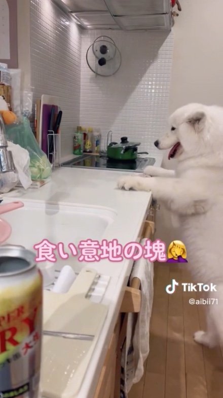 提供：ibukimama38さん