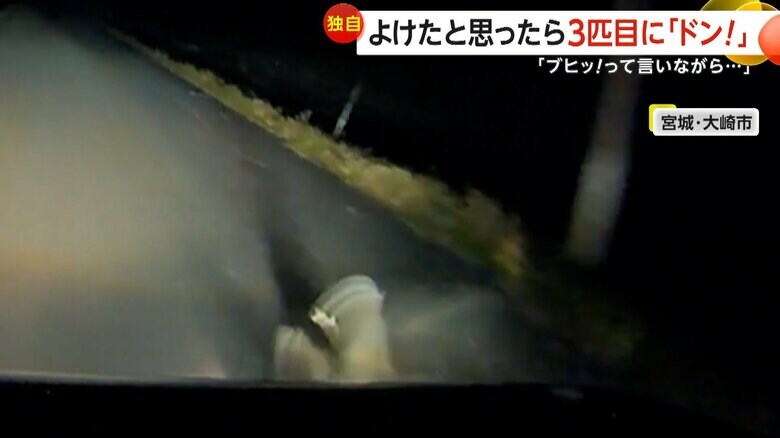 運転中の車の前に突然イノシシ3匹が飛び出し衝突する瞬間（22日午後6時半頃、宮城・大崎市）⑤