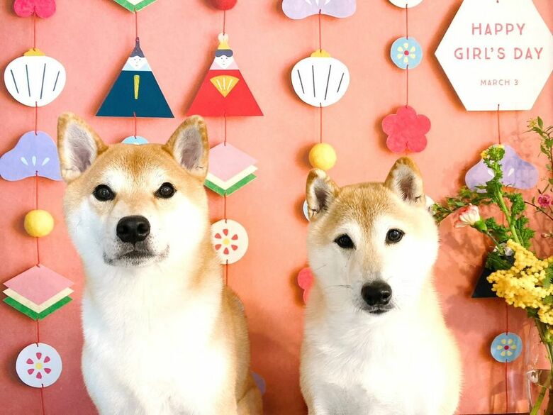 左：コロ介くん　右：豆介くん（提供：柴犬Mamesuke・Korosuke大阪さん）