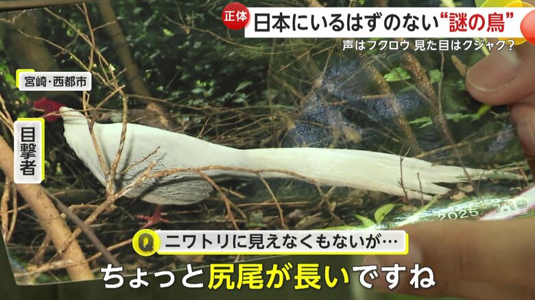 撮影者が写真に捉えた鳥の姿