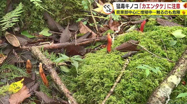 別荘地の歩道に生えるカエンタケ