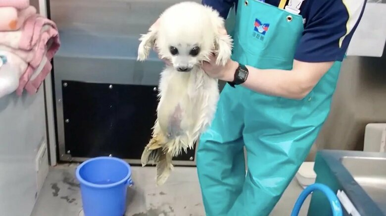 エビフライのような姿も話題に（提供：海遊館）