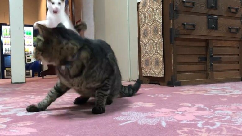 先輩猫にアタックするきなこちゃん（3）