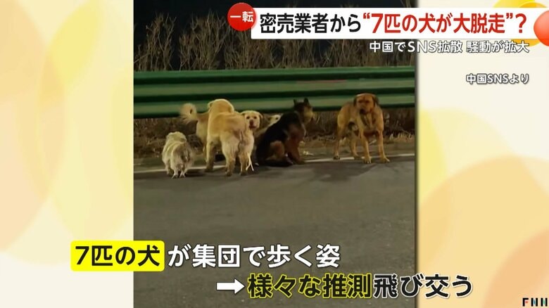 7匹の犬が連れだって道路を歩く動画が拡散されたSNS（15日、中国・吉林省）