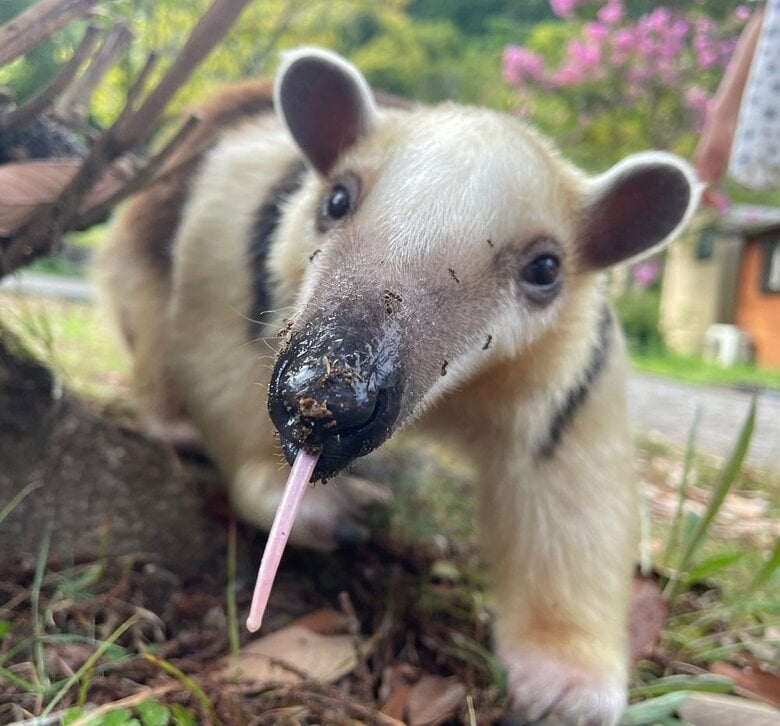 威嚇後にアリを堪能しているイフちゃん（提供：伊豆アニマルキングダム）