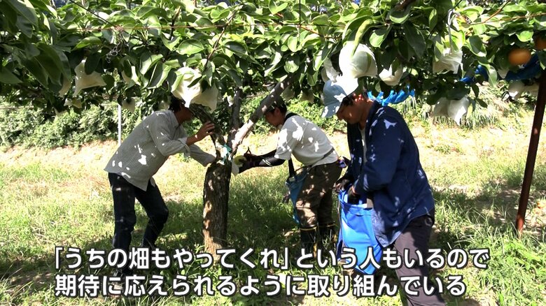 事業承継のためナシ栽培を学ぶ（笠原果樹園）