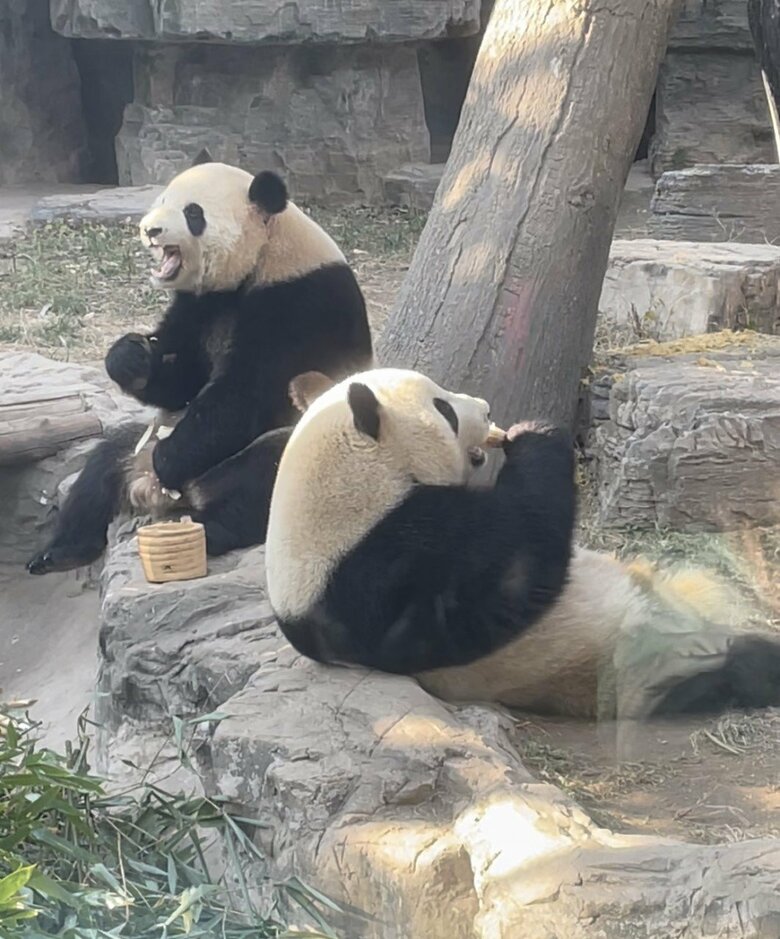 北京動物園のパンダ　3日から一般見学が中止になった