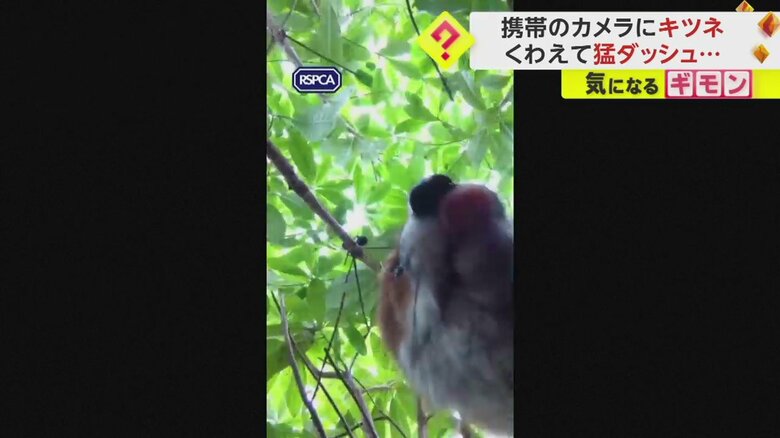 あるキツネを撮影する目的で置いた携帯電話を別のキツネがくわえてダッシュする一部始終