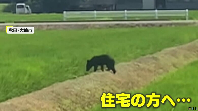 田んぼから住宅の方へ向かう子グマ（FNN投稿サイト「ビデオPost」）（提供：株式会社かける）