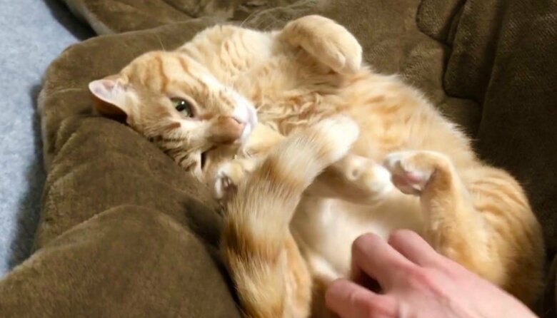 提供：あずきなこさん