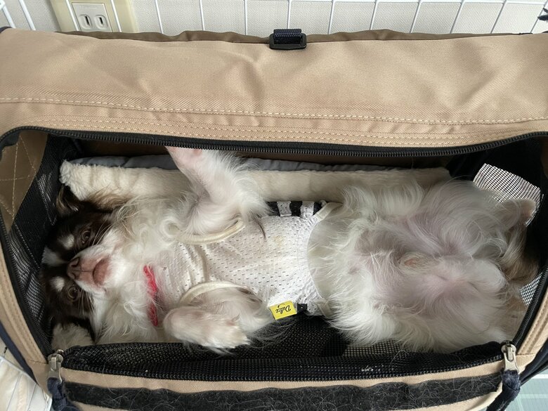 挟まれてはいないけれど、収納されちゃったそると君