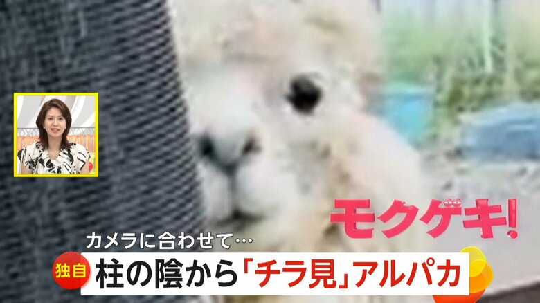 北海道・釧路市の釧路市動物園で撮影されたアルパカの映像