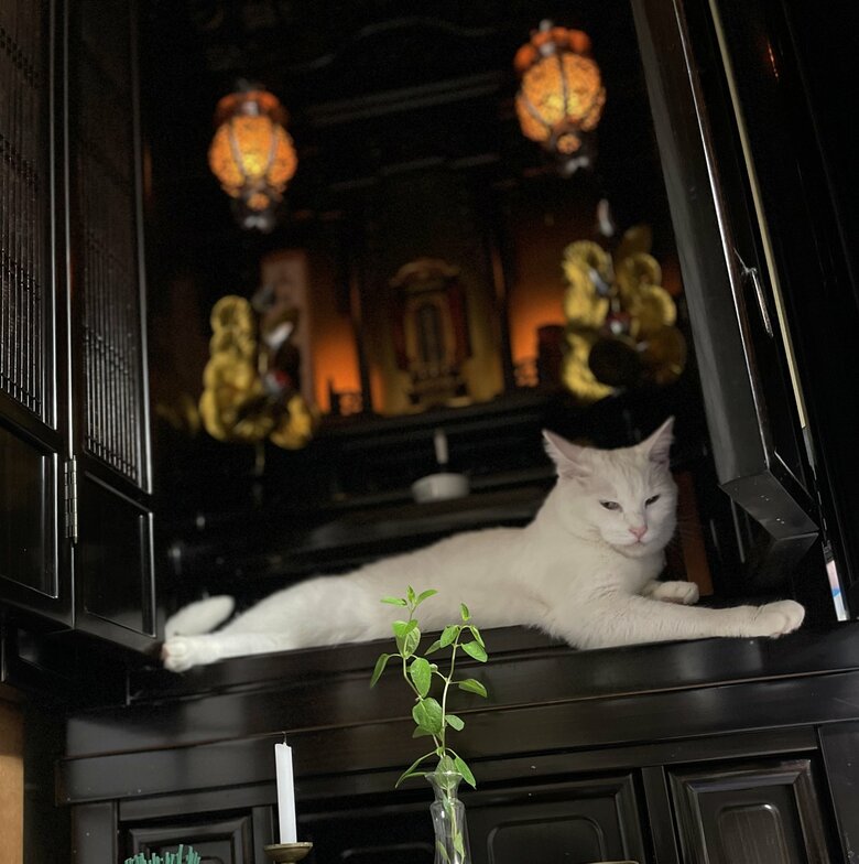 提供：絵子猫さん