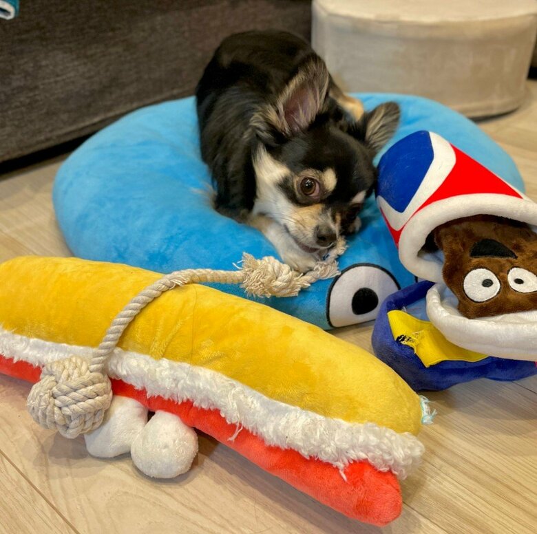 提供：チワワのごまじろーさん