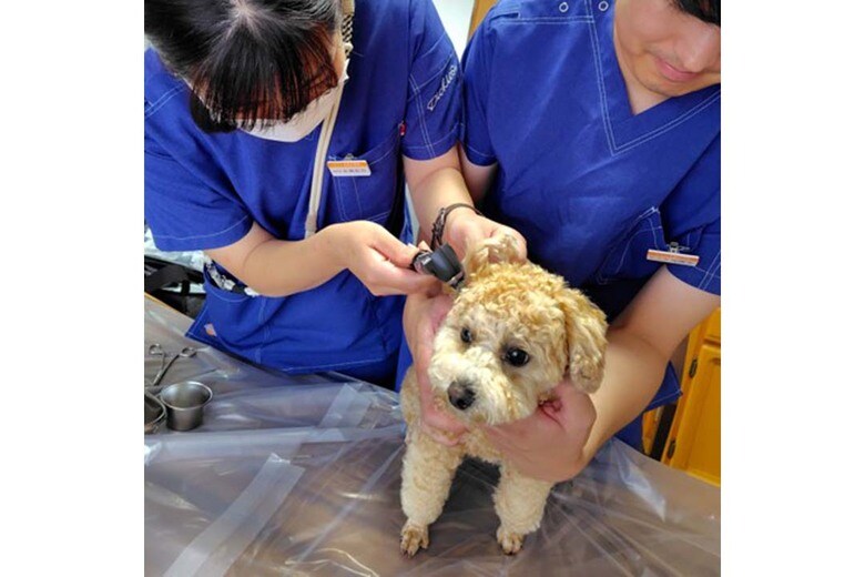 耳の汚れチェック