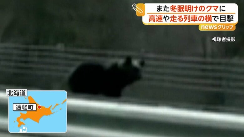 冬眠から目覚め高速道路を横切るクマ