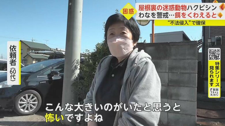 初めて見るハクビシンに驚き